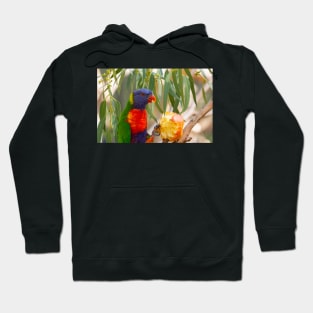 Rainbow lorikeet eating apple. Hoodie